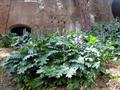 Acanthus Mollis